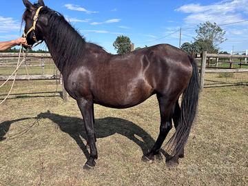 Purosangue andaluso PRE