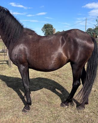 Purosangue andaluso PRE