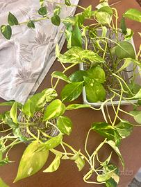 Talea di Pothos radicata – Epipremnum aureum 🌿