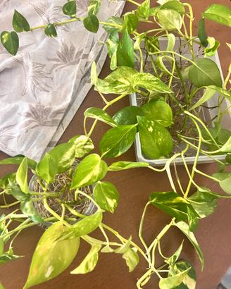 Talea di Pothos radicata – Epipremnum aureum 🌿