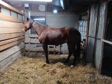 Cavallo di 4anni Trotter