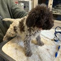 Lagotto romagnolo