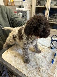 Lagotto romagnolo