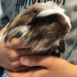 Porcellini d'india e gabbia completa