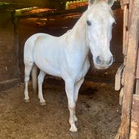 Pony castrone grigio