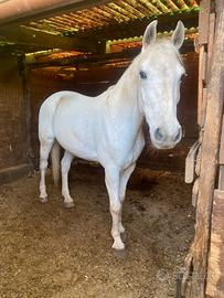 Pony castrone grigio