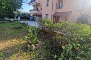 Appartamento con ulivi