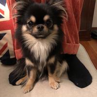 Chihuahua maschio