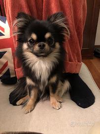 Chihuahua maschio