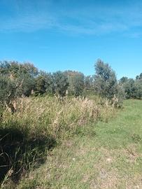 Terreno contrada Piccio