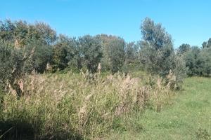 Terreno contrada Piccio