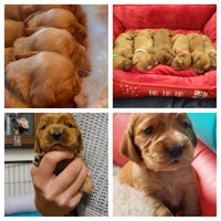 Cocker Spaniel Inglese - nuove disponibilità