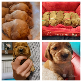 Cocker Spaniel Inglese - nuove disponibilità