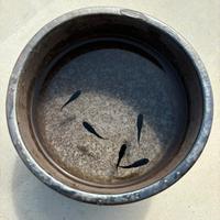 Medaka (oryzias latipes)