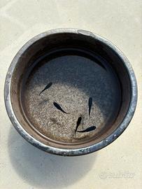 Medaka (oryzias latipes)