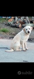 Labrador retriever neri e flat