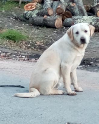 Labrador retriever neri e flat