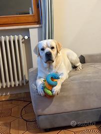 Labrador stallone