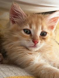 Gattino persianino incrocio