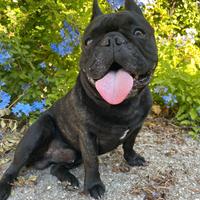 Bulldog francese per monta
