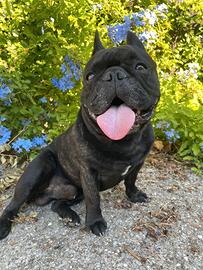 Bulldog francese per monta