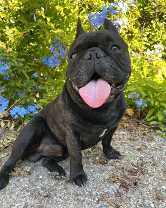 Bulldog francese per monta
