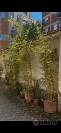 Piante