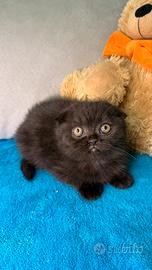 Gatta scottish chocolate