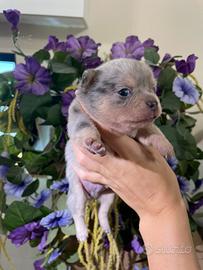 Cuccioli chihuahua toy maschi
