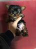 cuccioli-di-yorkshire