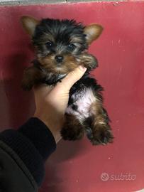 Cuccioli di Yorkshire