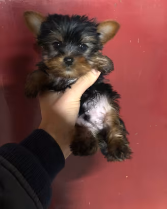 Cuccioli di Yorkshire
