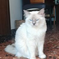 Ragdoll pedegree per accoppiamento