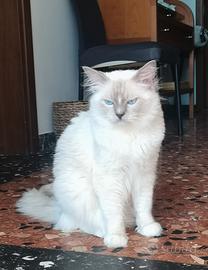 Ragdoll pedegree per accoppiamento