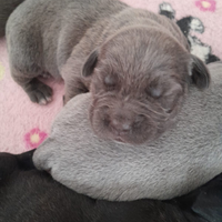 Cuccioli cane corso