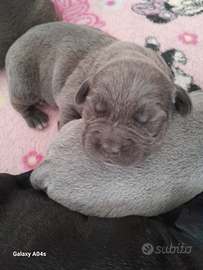 Cuccioli cane corso