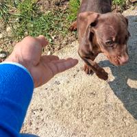 Cuccioli di Bassotto kaninken cioccolato femmina