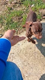 Cuccioli di Bassotto kaninken cioccolato femmina