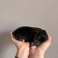 Cuccioli di Pastore Australiano