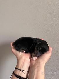 Cuccioli di Pastore Australiano