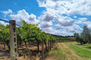 Terreno Agricolo 12 ettari
