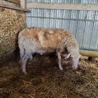 Agnello