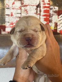 Cuccioli di Labrador retriever con Pedigree Enci