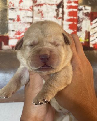 Cuccioli di Labrador retriever con Pedigree Enci