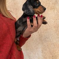 Bassotto Arlecchino Kaninchen cuccioli