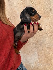 Bassotto Arlecchino Kaninchen cuccioli