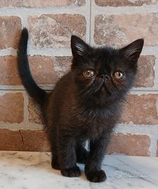 Exotic Shorthair (simile) Maschio Nero
