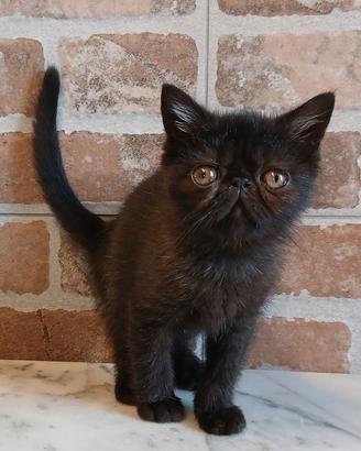 Exotic Shorthair (simile) Maschio Nero
