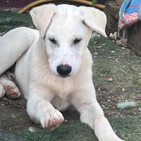 Cucciolo in canile
