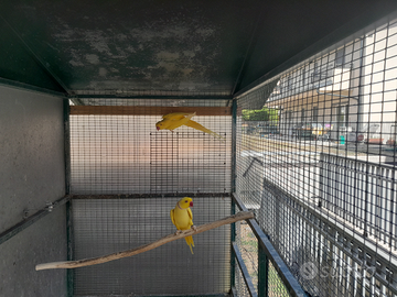 Parrocchetto dal collare